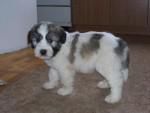 personajul lassie a făcut rasa collie �n lume, prin celebrului film �lassie, come home�.
